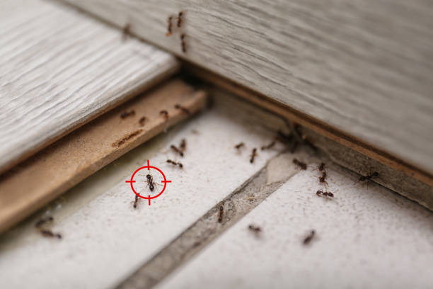 Best Commercial Pest Control Services  in Hebron, NE