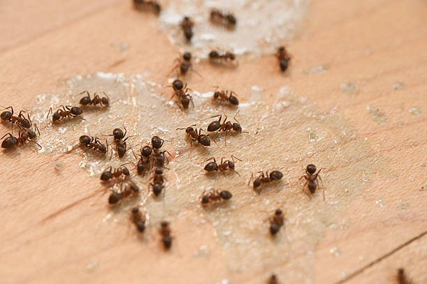 Best Ant Control Services  in Hebron, NE