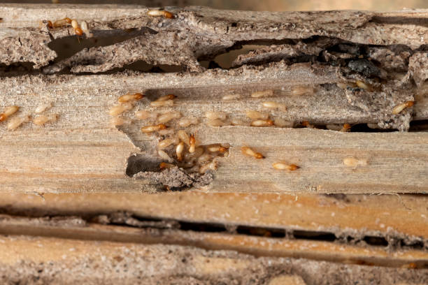 Best Exterminator Services  in Hebron, NE